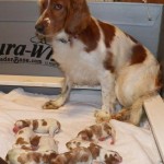 131028Xarah and pups