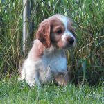 1607 - Pup being serious