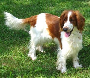 Bella - JMH Welsh Springer Spaniels