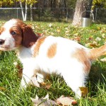 Puppy Cheeto-cropped