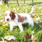 Puppy Pringle-cropped