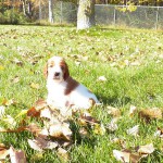 Puppy Ruffle-cropped