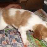 Smalls100209