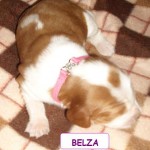 Belza