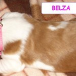 Belza