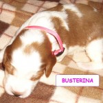 Busterina