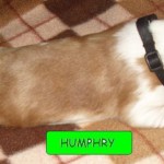 Humphry