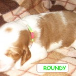 Roundy