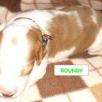 roundy100201-2