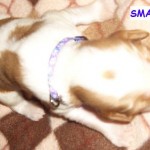 Smalls