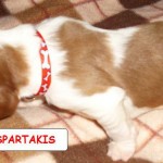 Spartakis