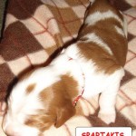 Spartakis
