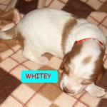 Whitey