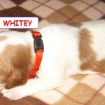 Whitey